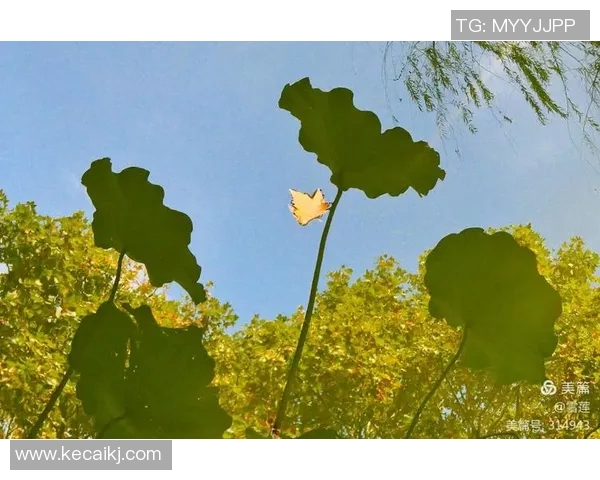 足球明星胡鑫宇的职业生涯与成就全景回顾